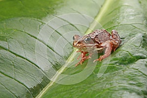 Curious frog on a big green leaf
