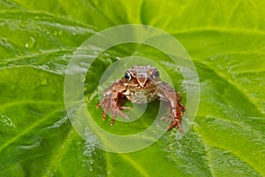 Curious frog on a big green leaf