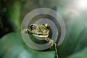 Curious frog sitting on a green leaf in the sunlight and looking at the camera.