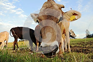 Curious, funny look of a cow