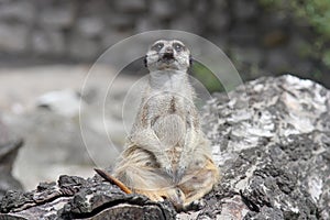 Curious funny meerkat sitting on a stump and looks into the camera.