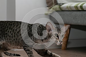 Curious and funny oriental gray shorthair cat with green eyes and big ears.