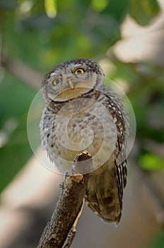 Curious funny Owl