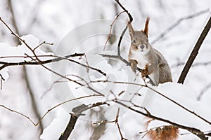 Curious funny squirrel seats on tree branch in forest