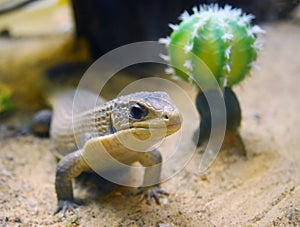 Curious funny sudan plated lizard on sand