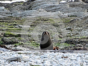 Curious Fur Seal, New Zealand