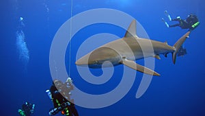 A curious Galapagos shark approaches NOAA scientistand team as they slowly decompress on their way to the surface photo