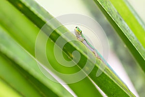 Curious Gecko