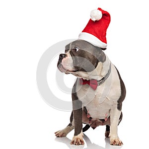 Curious gentleman american bully wearing santa hat looks to side