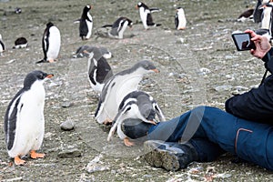 Curious Gentoo penguin chicks with woman videoing on smart phone, South Shetland Islands, Antarctica