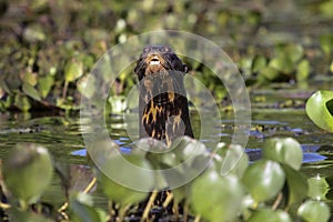 Curious Giant otter swimming in a river, head and neck above water, Pantanal, Brazil