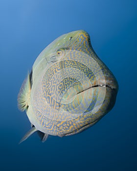 Curious giant wrasse