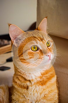 Curious ginger cat looking up.