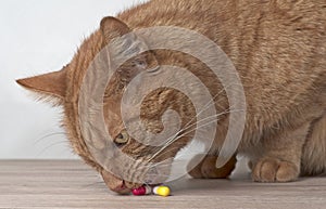 Curious ginger cat stealing medicine capsules on the table.