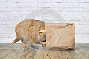 Curious ginger cat stuck his head inside a paper bag.