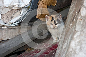 Curious ginger kitten