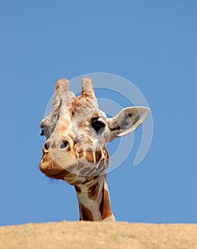 Curious giraffe behind the rock