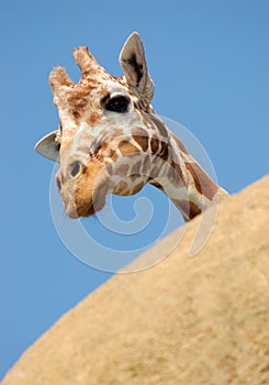 Curious giraffe peeking from behind a rock