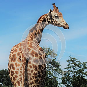 Curious giraffe photo
