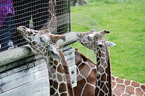 curious giraffes