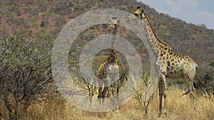 Curious giraffes, Boekenhoutfontein  Farm, North West, South Africa