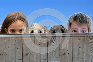 Two friends and their dogs lurking over a wooden fence