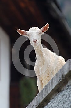 Curious goat