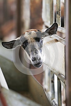 Curious Goat