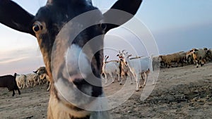 Curious Goat And Goat Herd