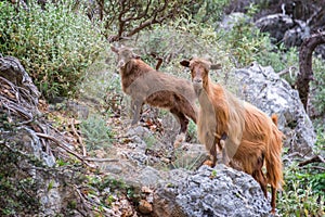 Curious goat and her kid climbings rocks in Crete Greece