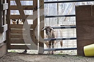 Curious goat with its head through gate.