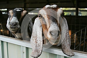 Curious Goats