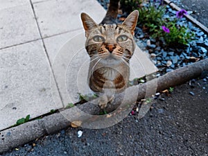 Curious gold red tabby cat looks into the camera during a walk outside