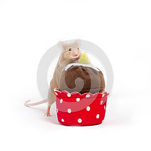 Curioso dorado doméstico ratón examina felpa pastel pequeno para una persona 