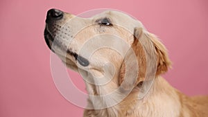 curious golden retriever doggy laying down