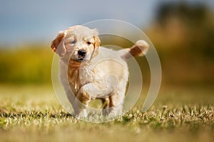 Curious golden retriever puppy photo