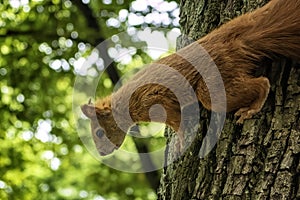 Curious golden Squirrel\'s Tree Descent. Arboreal Acrobat in a Verdant World