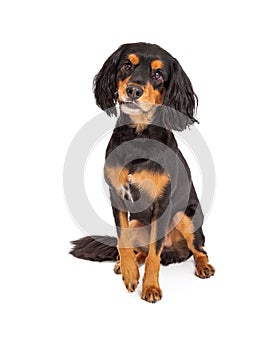 Curious Gordon Setter Mix Breed Dog Sitting photo