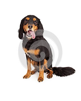 Curious Gordon Setter Mix Breed Dog Sitting With Open Mouth photo