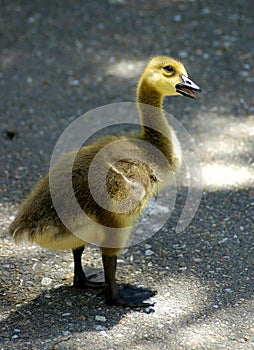 Curious Gosling