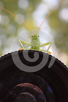 Curious grasshopper on the lens.