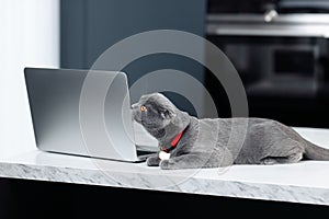 A curious gray cat Scottish Fold is resting near the laptop or computer on the table in kitchen.