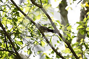 Curious Gray Catbird