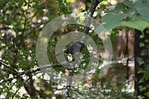 Curious Gray Catbird