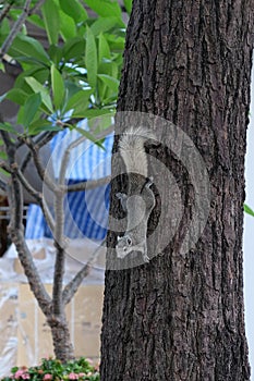 A curious gray squirrel climbs a tree trunk