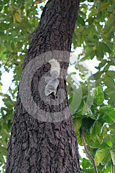 A curious gray squirrel climbs a tree trunk