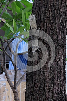 A curious gray squirrel climbs a tree trunk