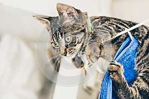 Curious gray tabby kitten hanging in clothes horse