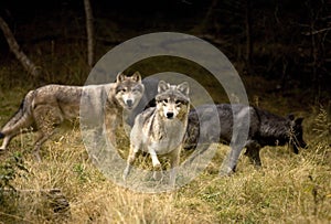 Curious Gray Wolves