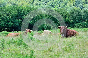 Curious grazing cow.